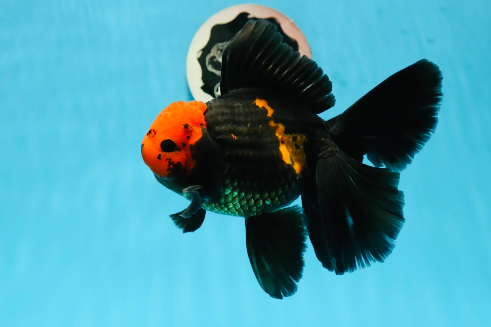 Apachay Gold Fish (Extra Large)